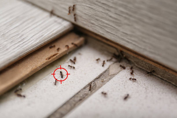 Best Spider Control Near Me  in Columbus, IN